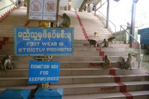 Expect to see these signs everywhere in Myanmar (minus the monkeys)